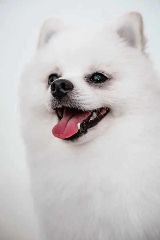 Bella after her full groom