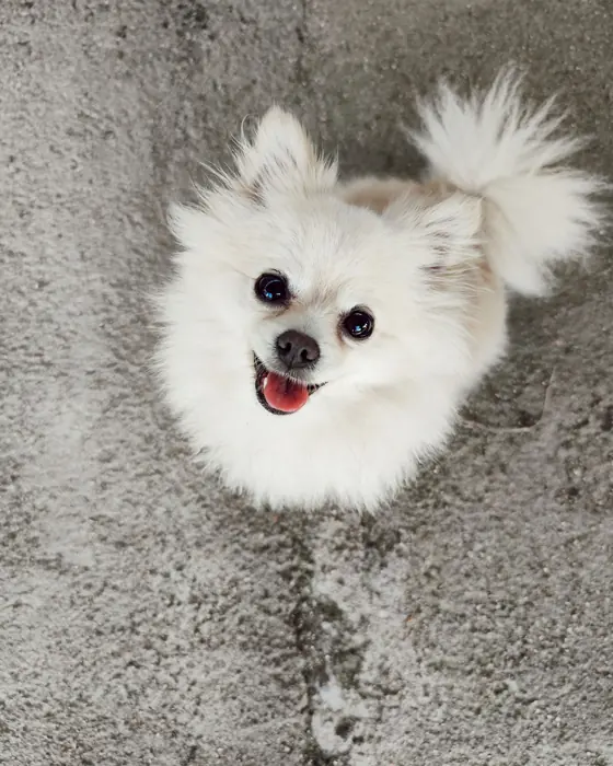 Snowball, ready for photos
