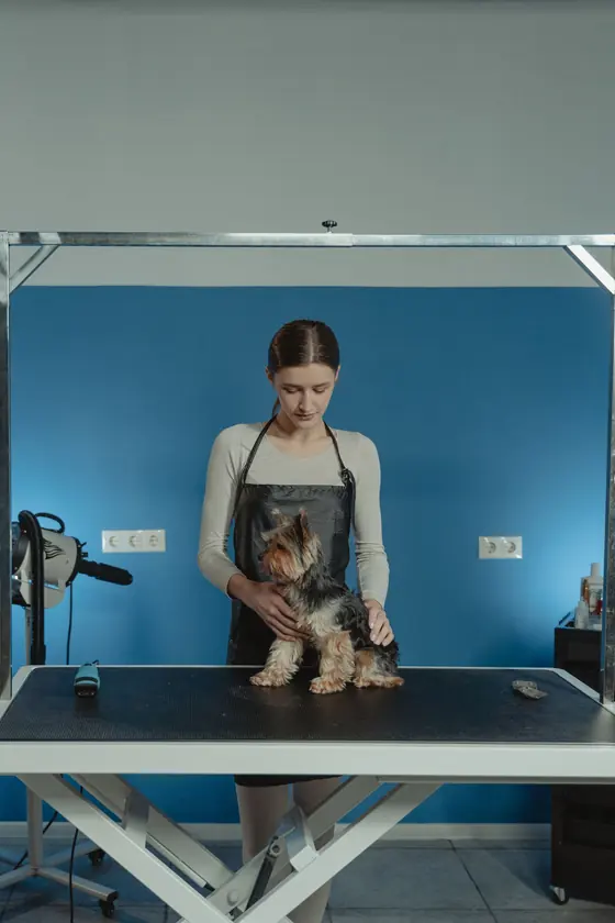 Groomer in an apron holding a small Yorkshire Terrier on a grooming table