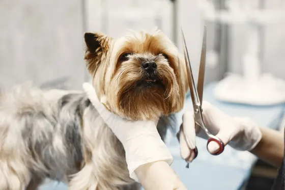 Scissor finish on a Yorkie